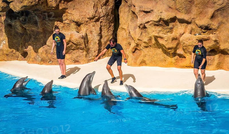 Bottlenose dolphins (Tursiops truncatus) with animal trainers at Dolphin Show