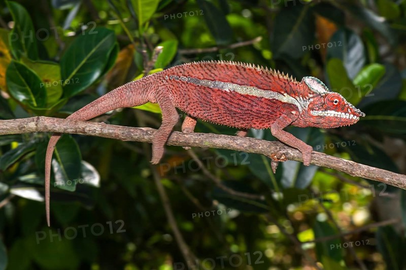 Panther chameleon (Furcifer pardalis)
