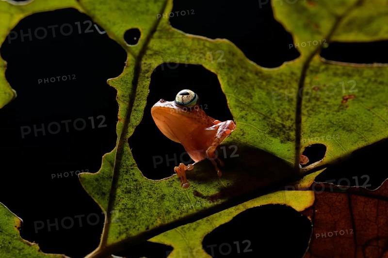 Frog (Boophis pyrrhus) on leaf