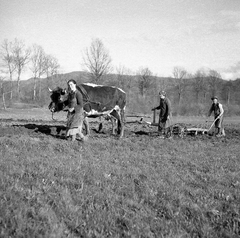 Agricultural workers ploughing fields with tense cows