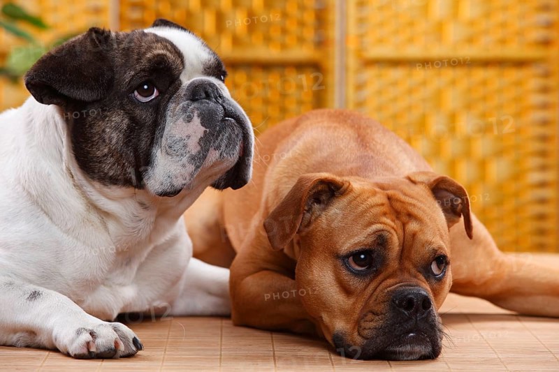 Olde English Bulldog