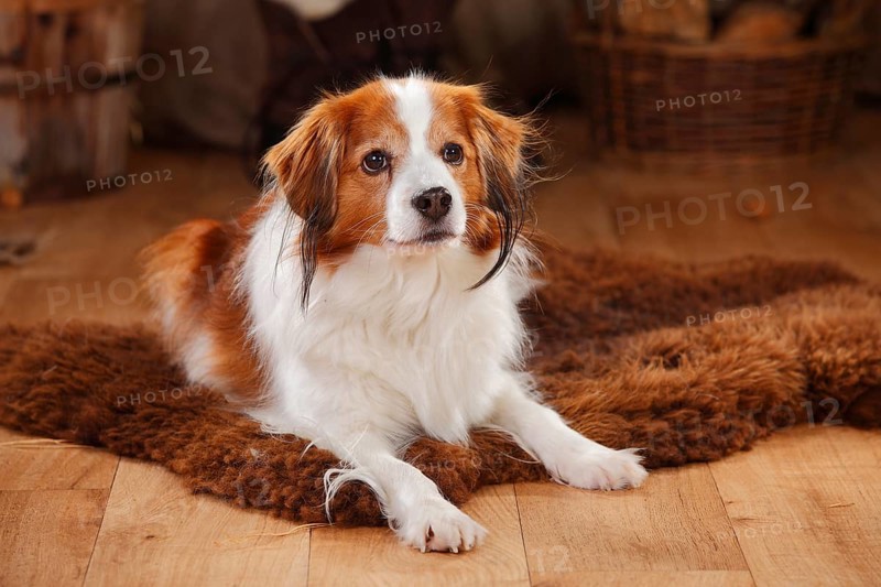 Kooikerhondje
