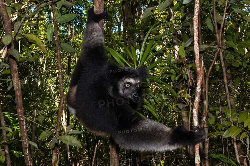 Indri (Indri indri)