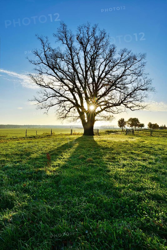 Sun shines through large bare oak