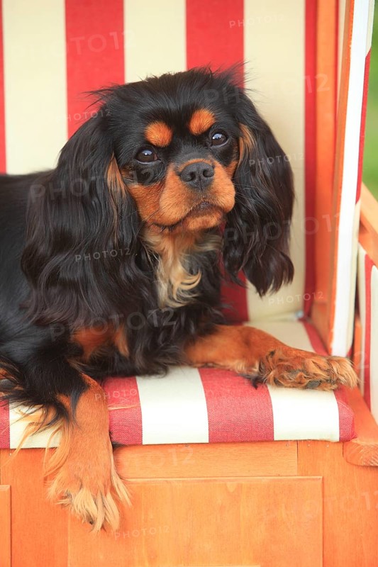 Cavalier King Charles Spaniel