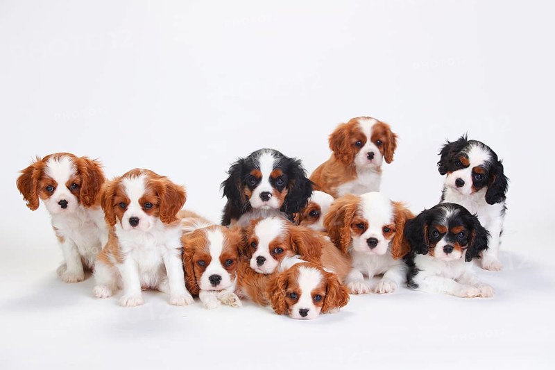 Cavalier King Charles Spaniel
