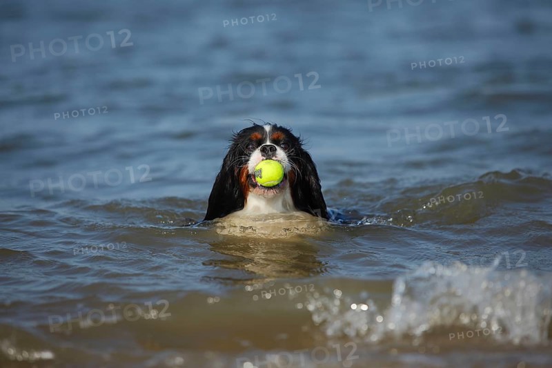 Cavalier King Charles Spaniel