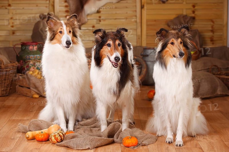 Three American collies