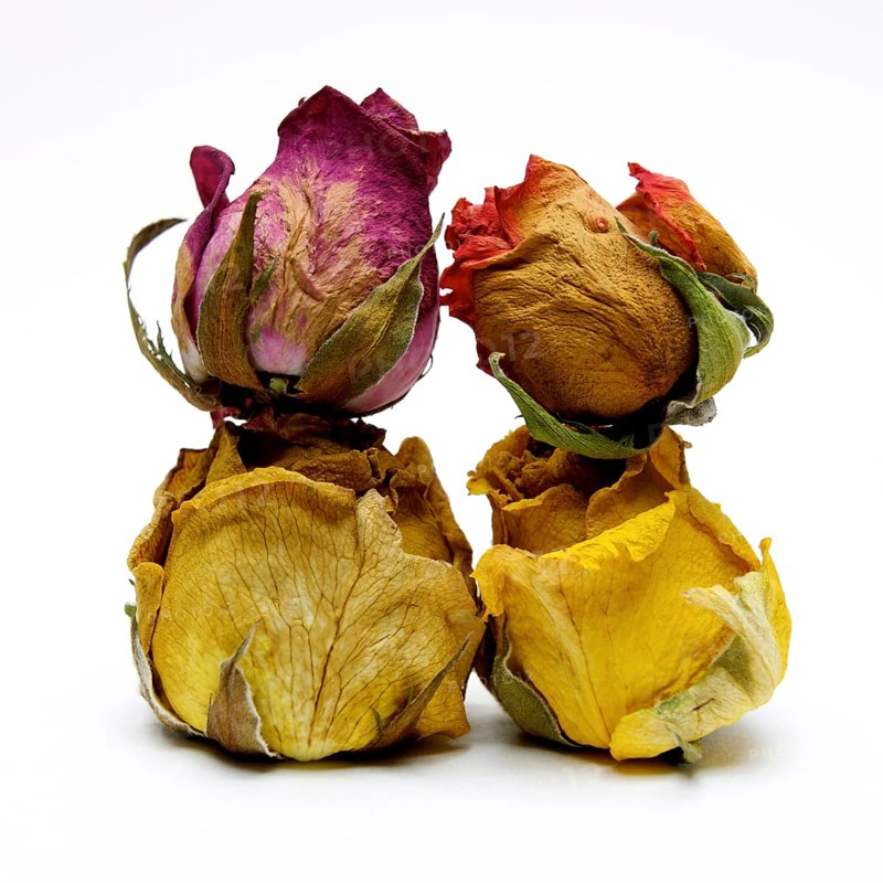 Withered rose heads
