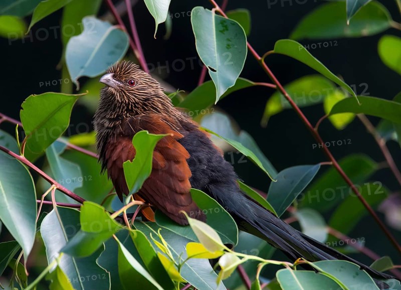 Malagasy coucal (Centropus toulou) in the tree