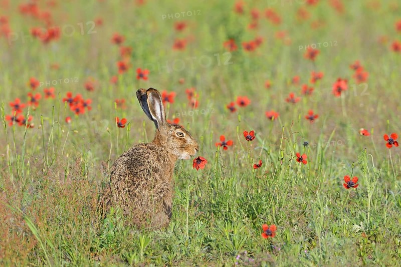 European hare (Lepus europaeus) eats prickly poppy (Papaver argemone)