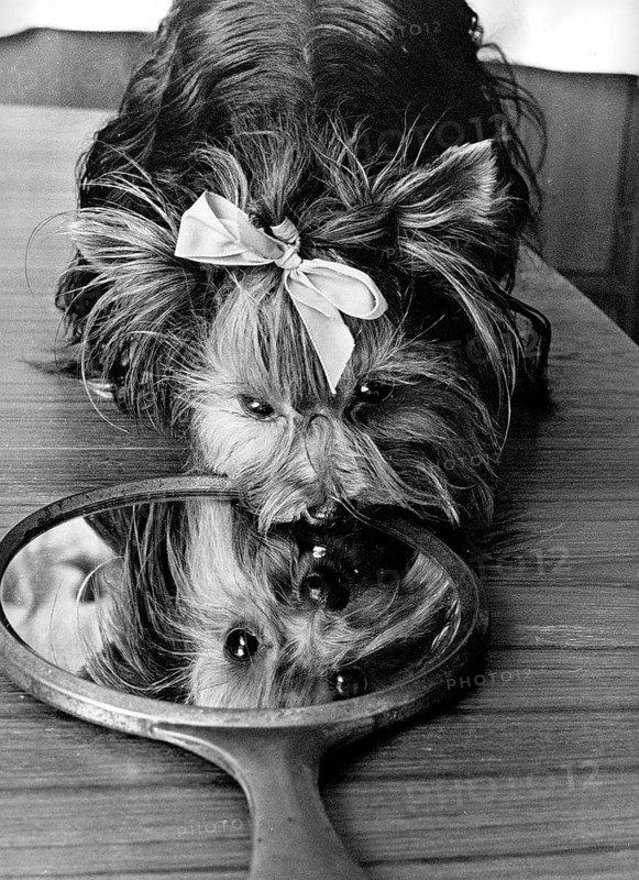 Small dog with bow looks in the mirror