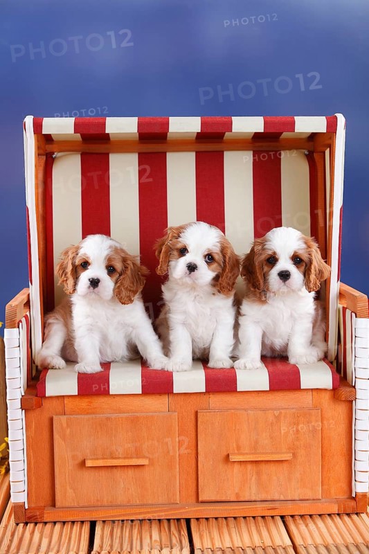 Cavalier King Charles Spaniel