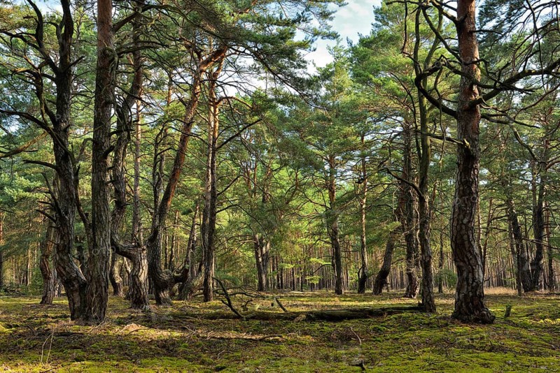 Pine forest (Pinus)