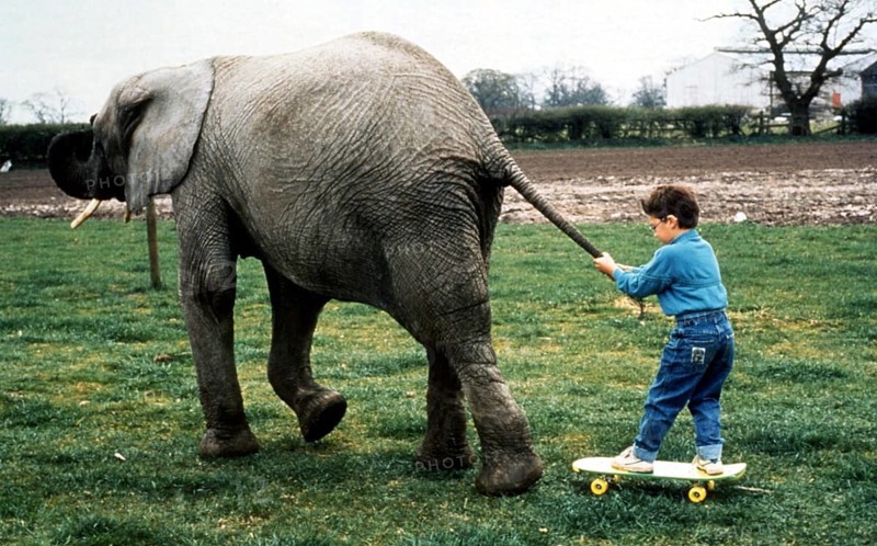 Elephant pulls child