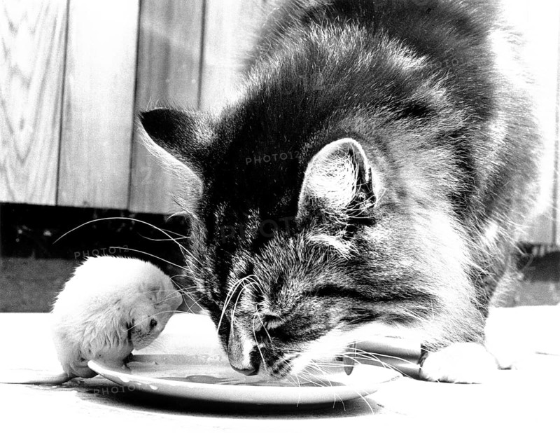 Cat eats together with mouse from plate