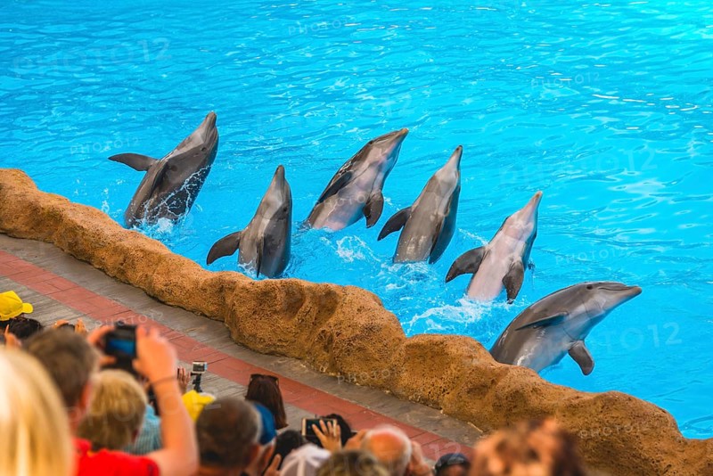 Bottlenose dolphins (Tursiops truncatus) Dolphin Show