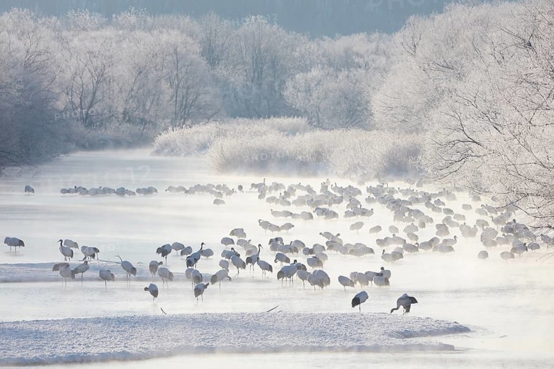 Resting Red-crowned cranes (Grus japonensis) in the Setsuri River after dawn