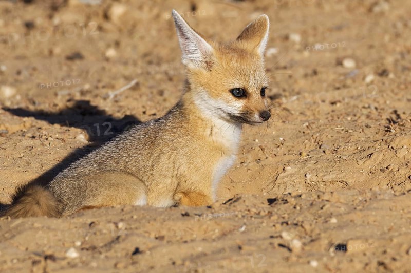 Cape fox (Vulpes chama)