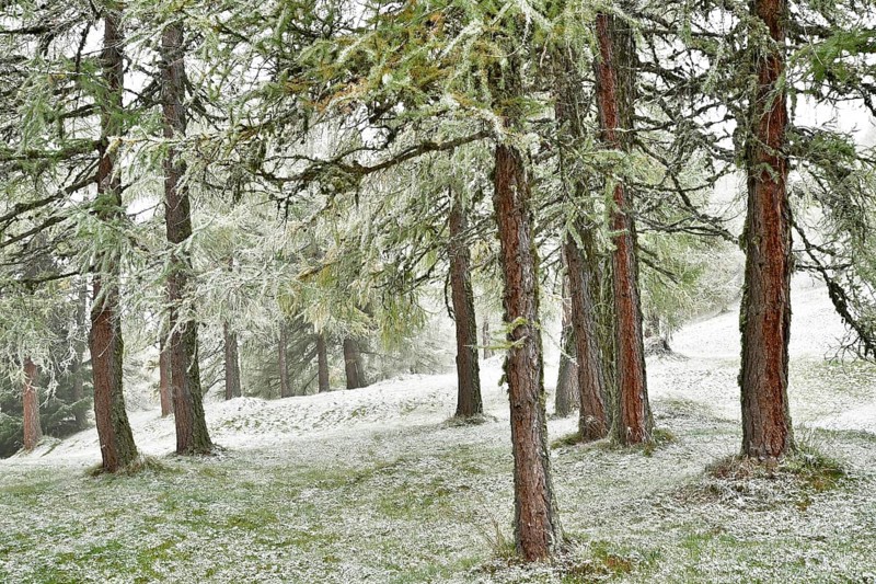 Forest with larch