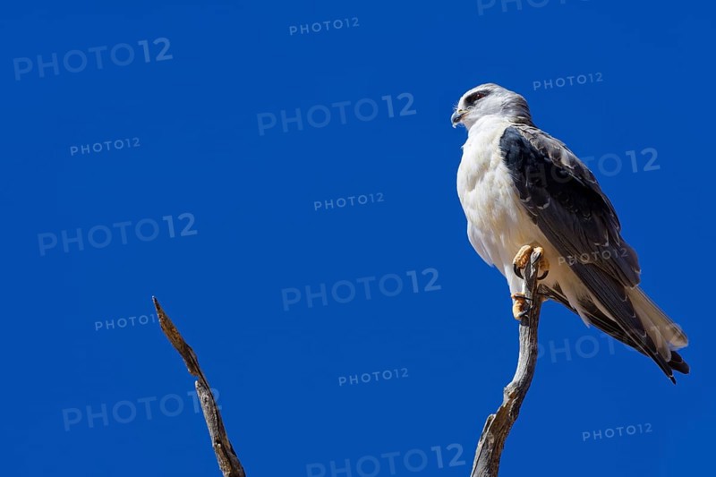 Black-winged kite (Elanus caeruleus) perched on top of a dead tree