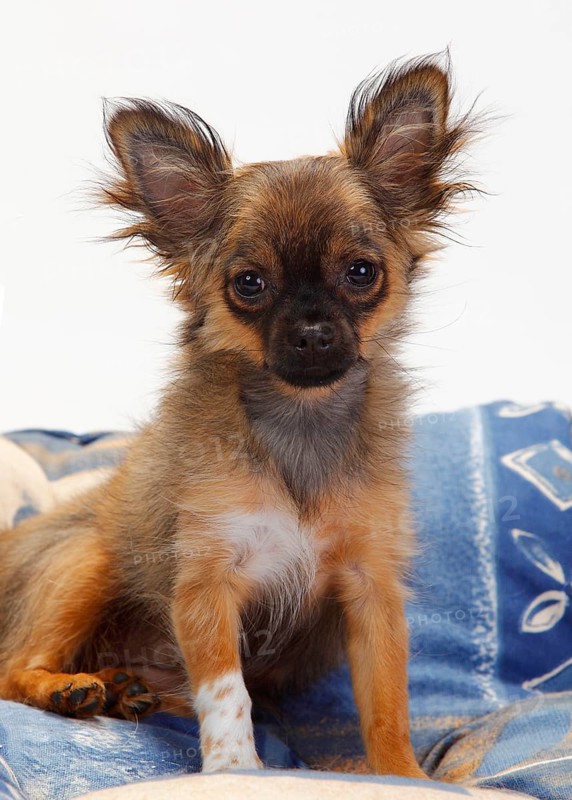Chihuahua