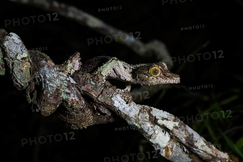 Mossy leaf-tailed gecko (Uroplatus sikorae)