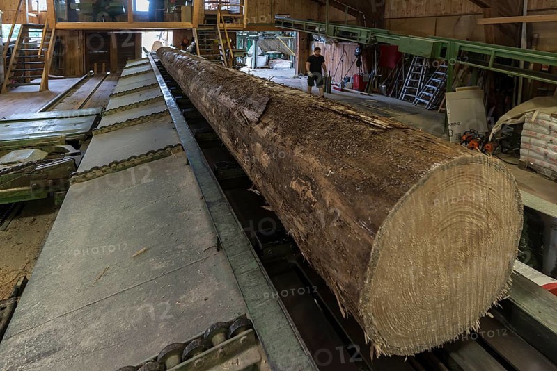 Tree trunk on the block train to the gate saw in a sawmill
