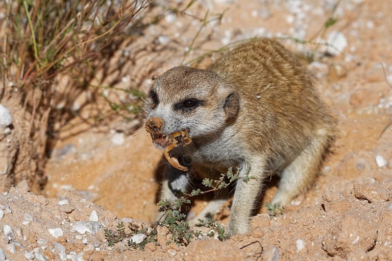 Meerkat (Suricata suricatta)