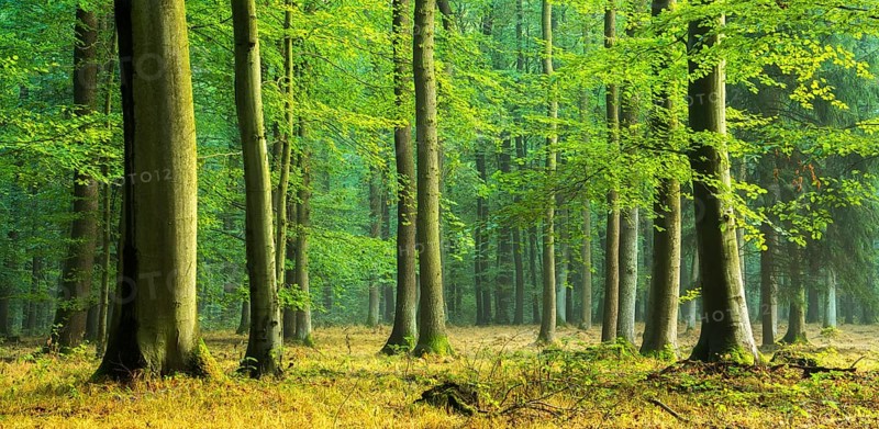 Natural beech forest (Fagus) on the ridge Finne