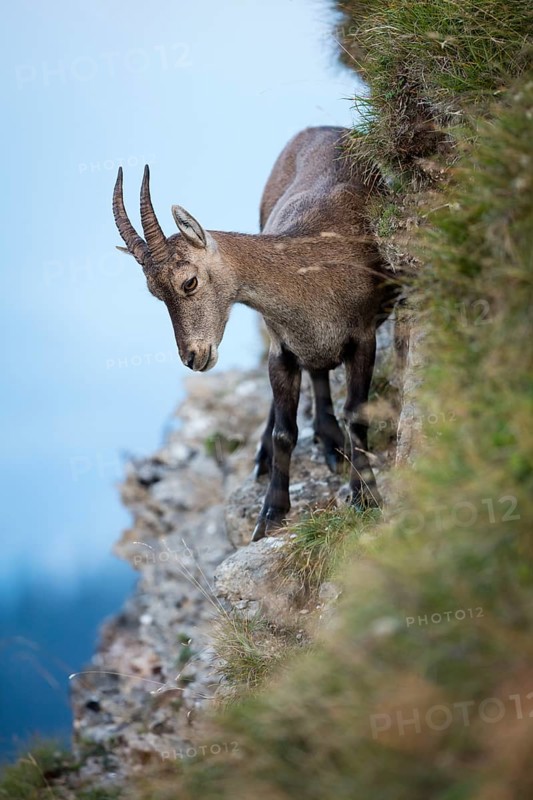 Alpine Ibex (Capra ibex) on a slope
