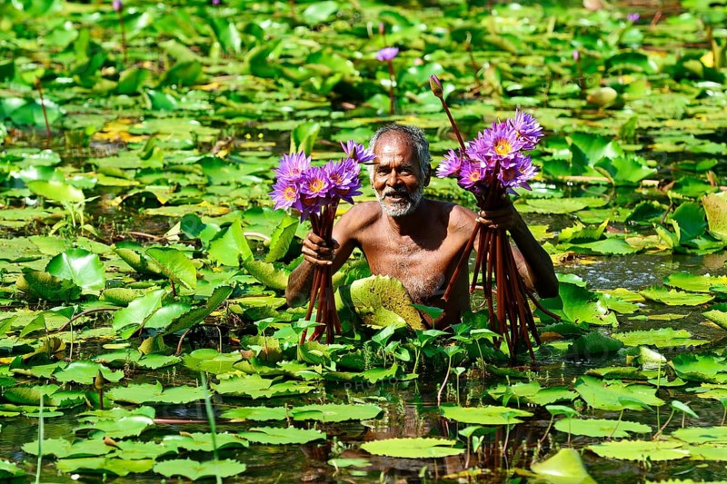 Old man collects flowers of Blue Lotus (Nymphaea caerulea) in a lake near Habarana