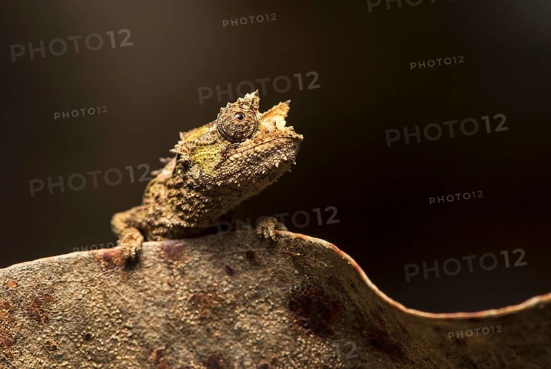 Chameleon (Brookesia superciliaris)