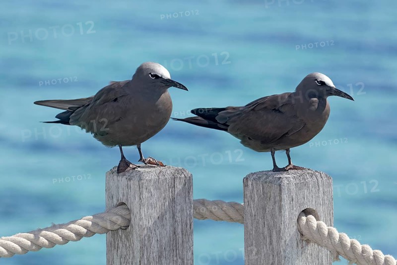 Lava gulls (Larus fuliginousus)