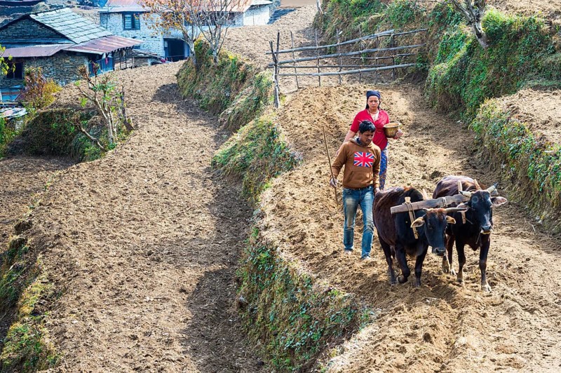 Nepalese couple working with cows in a terrace field