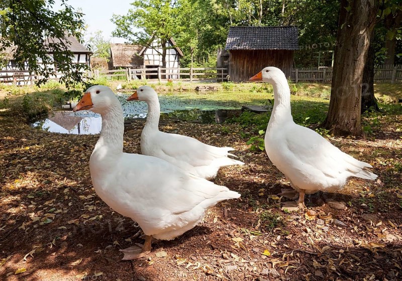 Geese in the open-air museum Kommern