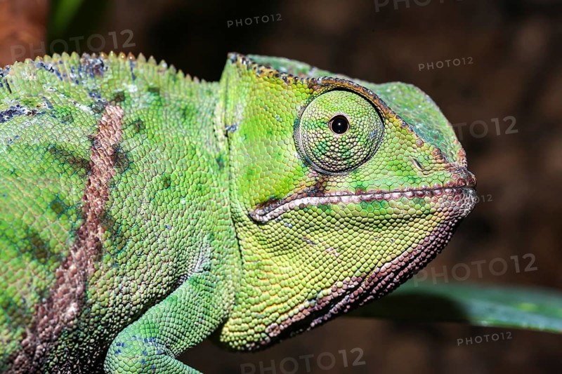 Petter's chameleon (Furcifer petteri)