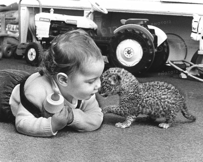 Toddler plays with baby predator