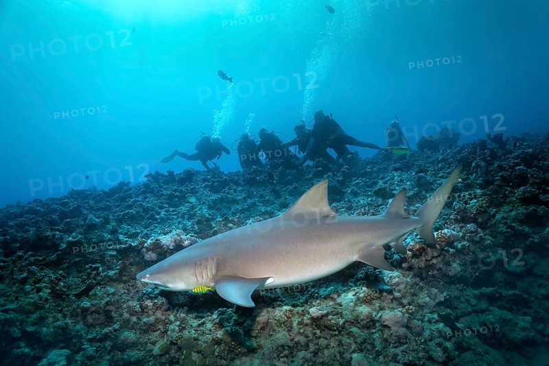Group of divers watching Sicklefin lemon shark (Negaprion acutidens) floating over coral reefs