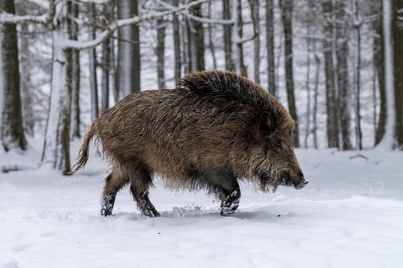 Wild boar (Sus scrofa) runs in the snow