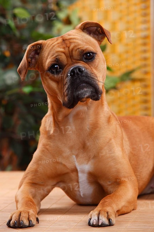 Olde English Bulldog