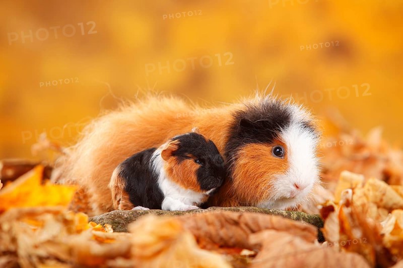 CH-Teddy guinea pigs