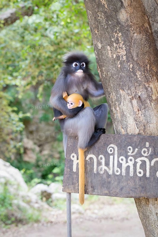 Dusky leaf monkey (Trachypithecus obscurus) with baby