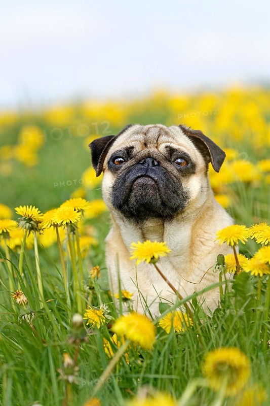 Pug sits in a dandelion meadow