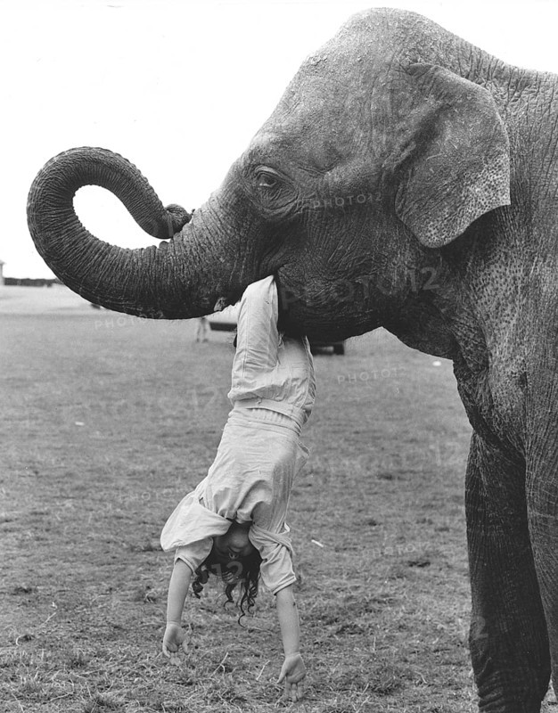 Elephant with child in mouth