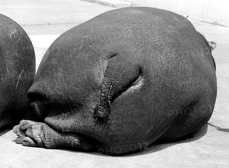 Lying hippopotamus from behind