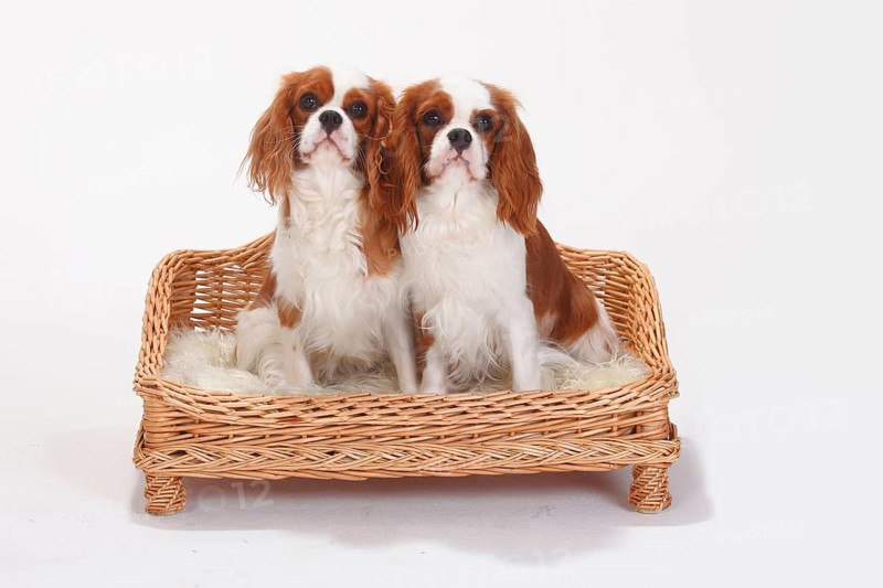 Cavalier King Charles Spaniel