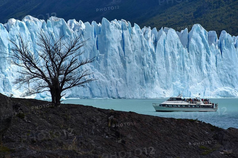 Tree and excursion ship in front of Glacier Perito Moreno on Lake Argentino