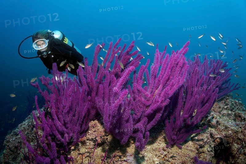 Diver looks at Red sea whip (Ellisella sp.)