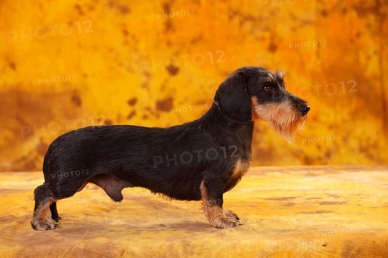 Little Grey-haired Dachshund